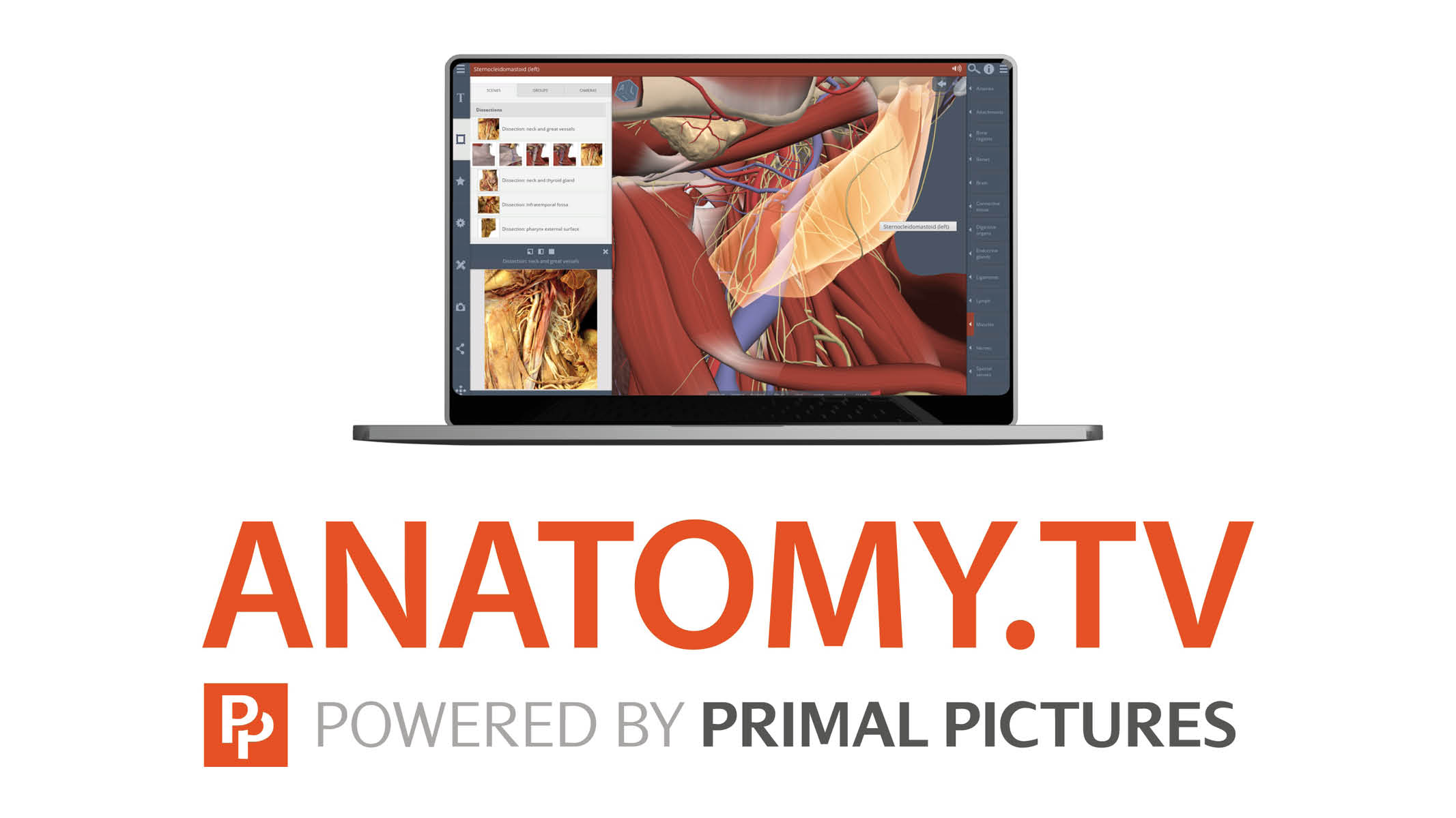 Anatomy.tv